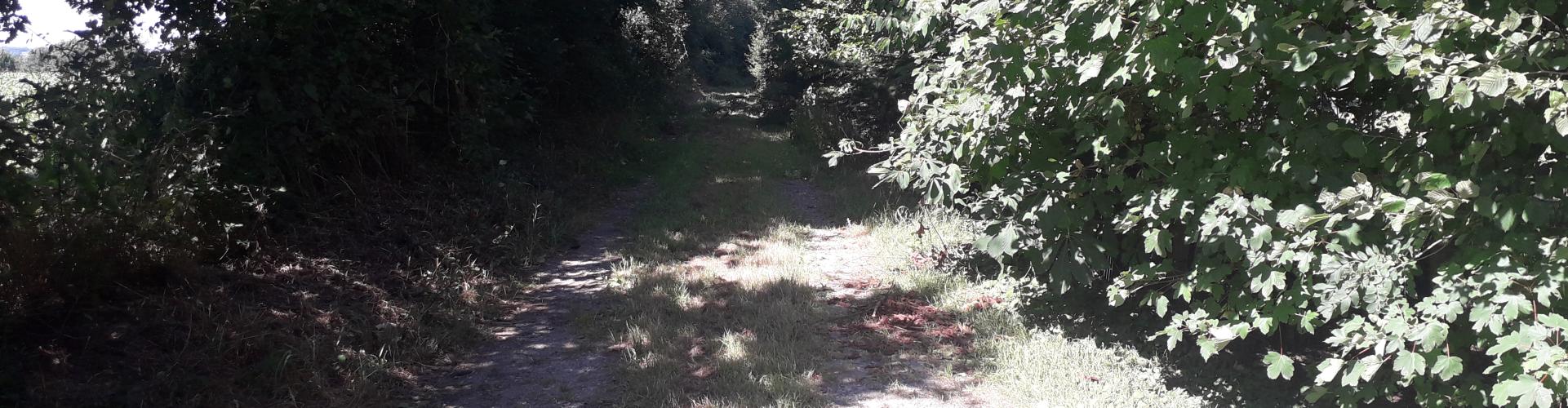 Chemin pédestre